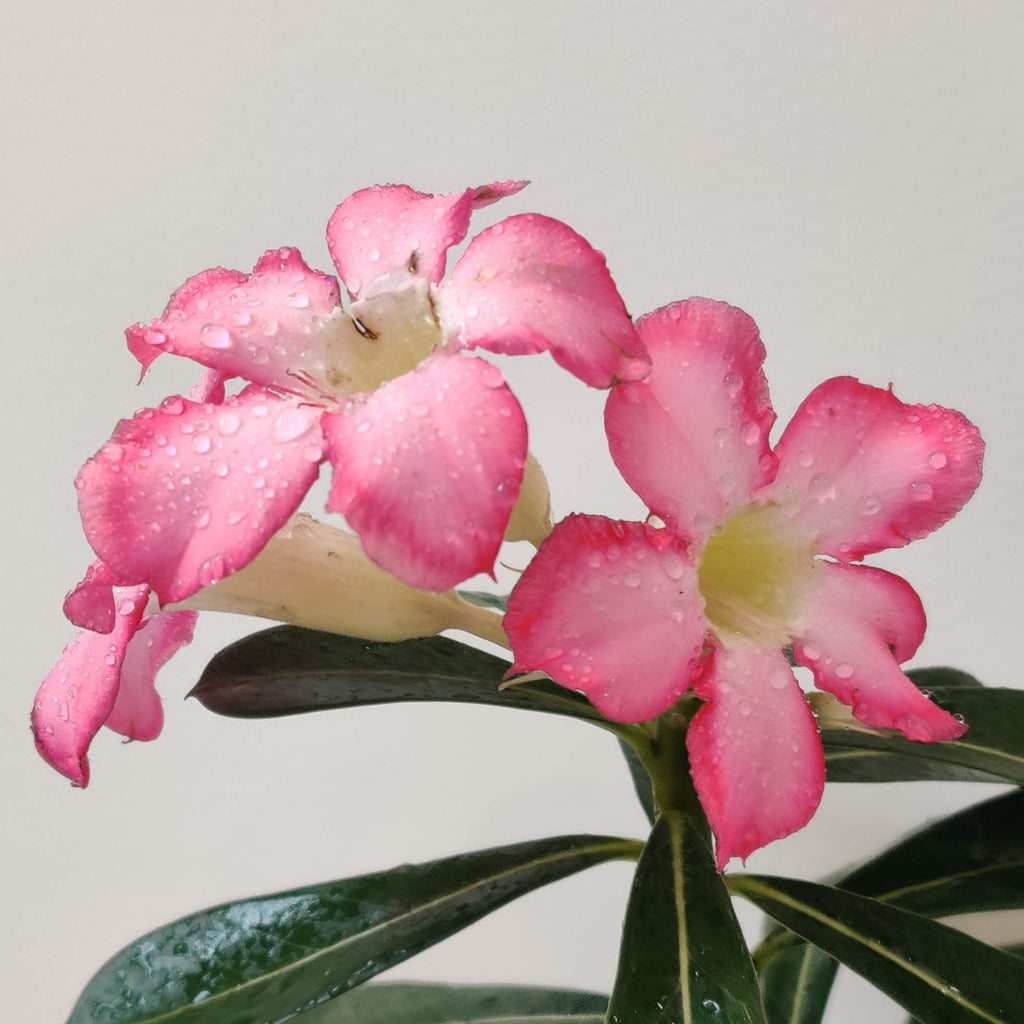 Adenium Plant Guide – ChhajedGarden.com