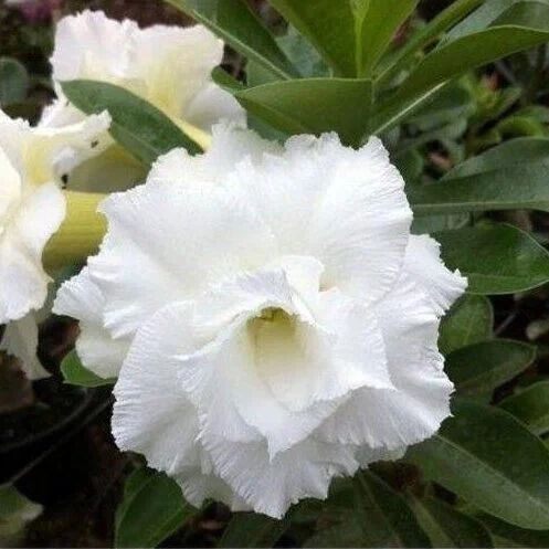 Adenium Flower Plants 15 cm pot