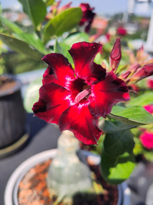 Adenium Flower Plants 15 cm pot