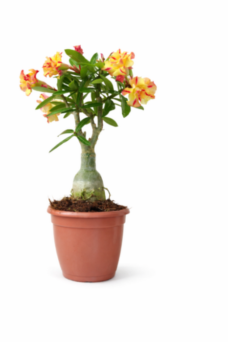 Adenium Flower Plants 15 cm pot