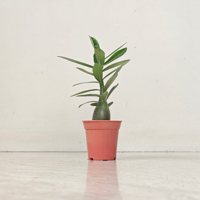 Adenium Plants 5.5 cm pot