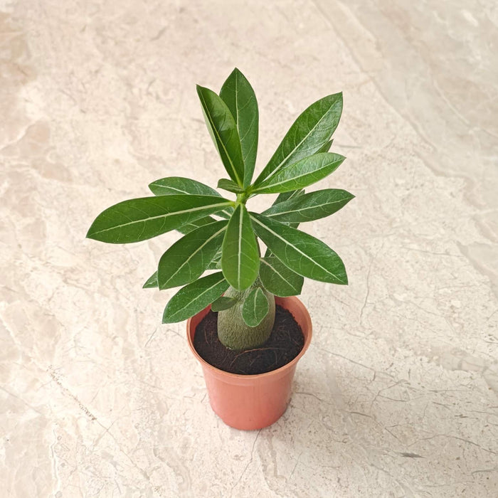 Adenium Plants 5.5 cm pot