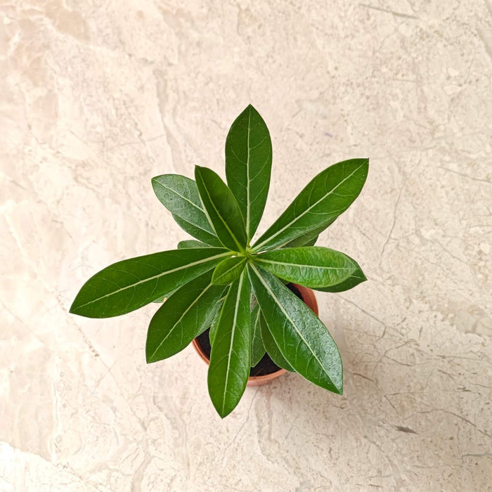 Adenium Plants 5.5 cm pot