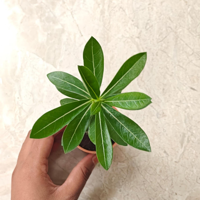 Adenium Plants 5.5 cm pot