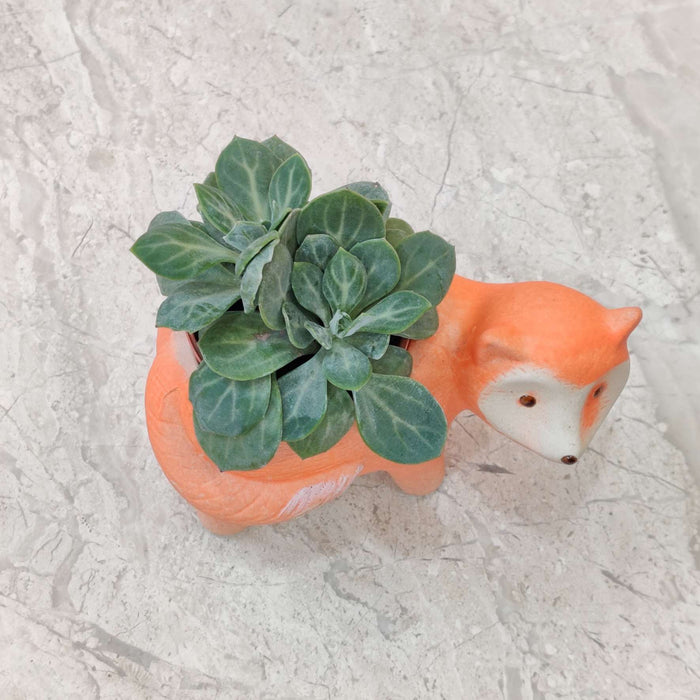 Adorable Fox Design: