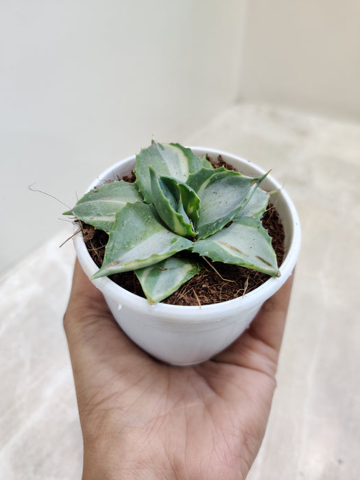 Small-Agave-Tropicana-Desk-Plant