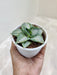 Small-Agave-Tropicana-Desk-Plant