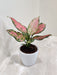 Healthy Aglaonema Angel for indoor air purification