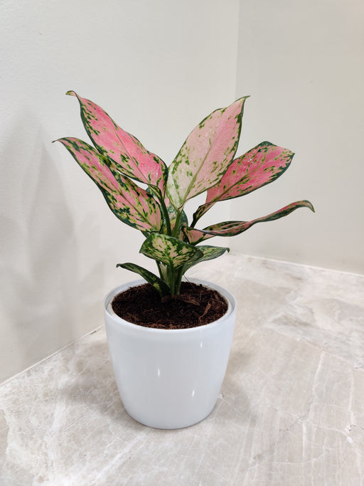 Aglaonema Angel plant in a white pot for corporate gifting