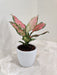 Aglaonema Angel plant in a white pot for corporate gifting