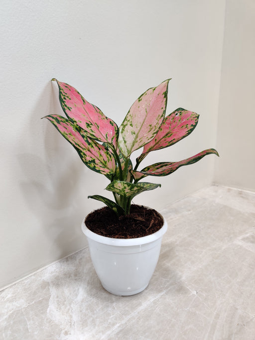 Aglaonema Angel Plant with Pink and Green Leaves