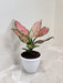 Aglaonema Angel Plant with Pink and Green Leaves