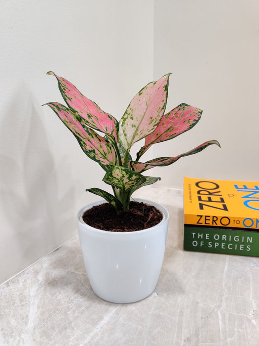Low-maintenance Aglaonema Angel for office spaces