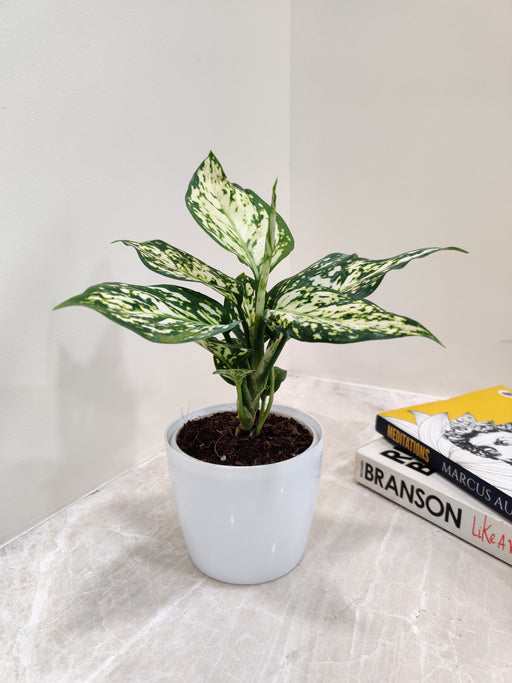 Elegant Indoor Aglaonema White Anjuman plant