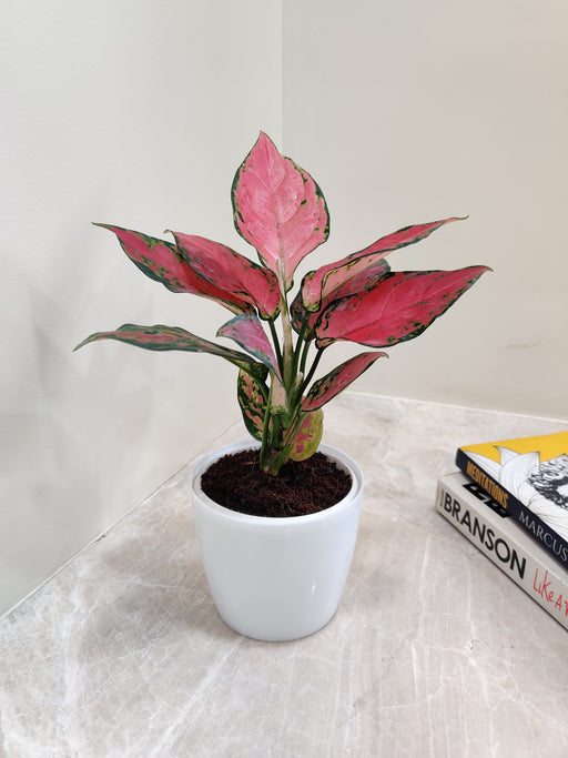 Elegant Aglaonema with pink spots perfect for corporate gifting