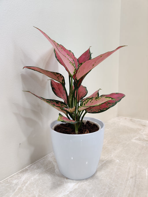 Aglaonema Beauty Plant ideal for corporate gifting