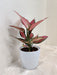 Aglaonema Beauty Plant ideal for corporate gifting