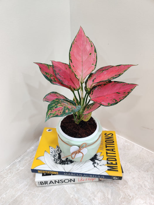 Aglaonema plant with red foliage in decorative pot.