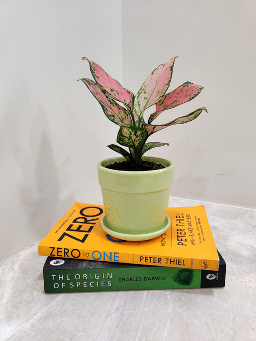 Aglaonema Beauty plant for corporate gifting