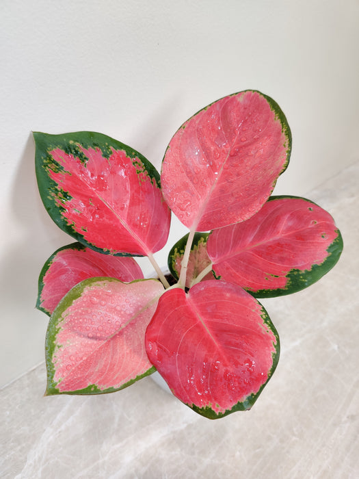 Aglaonema China Red perfect for corporate gifting