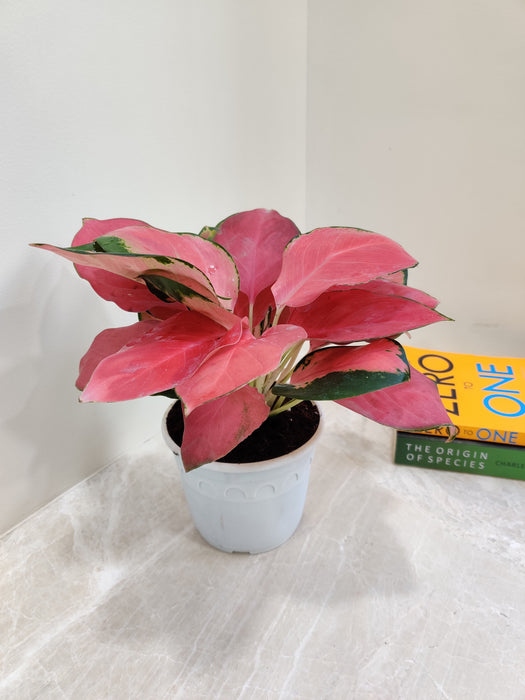 Decorative Aglaonema China Red for homes
