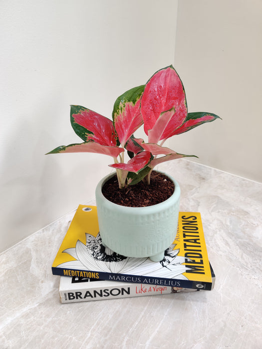 Vibrant China Red Aglaonema for corporate gifting