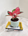 Vibrant China Red Aglaonema for corporate gifting
