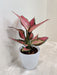 Elegant Aglaonema Beauty for corporate gifts