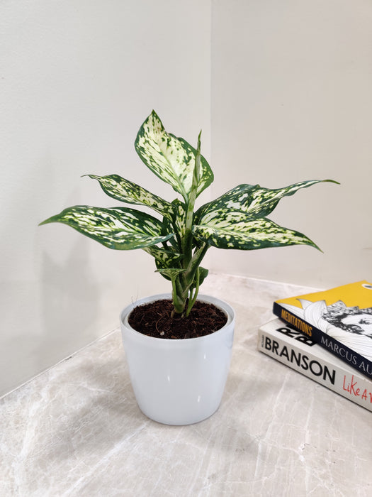 Perfect Aglaonema plant for corporate gifting and decor