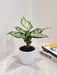 Perfect Aglaonema plant for corporate gifting and decor