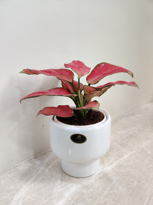 Aglaonema Diamond Red in a white ceramic pot for corporate gifting