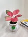 White ceramic pot with clover detail for Aglaonema China Red