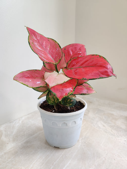 aglaonema katrina Aglaonema Diamond Red Big Plant – ChhajedGarden.com