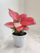 Aglaonema Diamond Beauty indoor plant in white pot