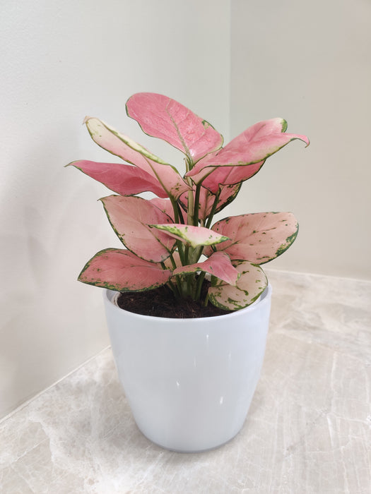 Aglaonema Diamond Red Plant in a white ceramic pot for corporate gifting