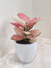 Aglaonema Diamond Red Plant in a white ceramic pot for corporate gifting
