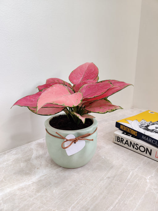 Lush Red Aglaonema Plant Ideal for Corporate Gifting