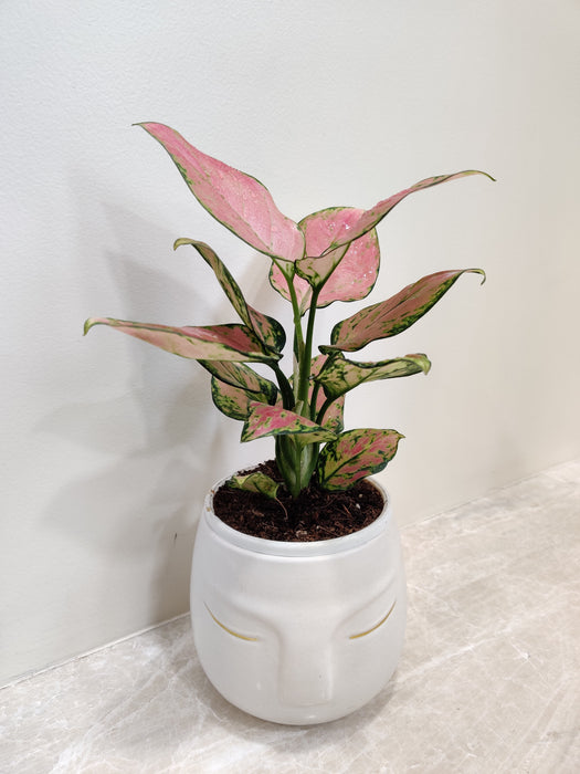 Aglaonema Diamond Red plant in white ceramic pot for office