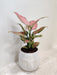 Aglaonema Diamond Red plant in white ceramic pot for office