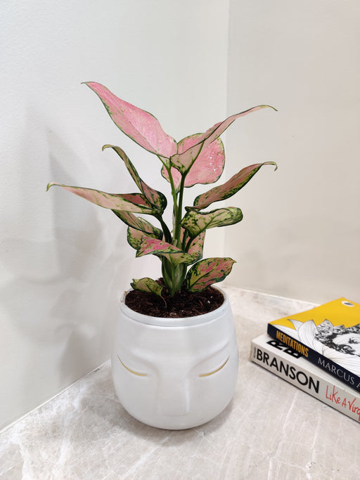 Red leaf Aglaonema indoor plant for corporate gifting