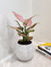 Red leaf Aglaonema indoor plant for corporate gifting