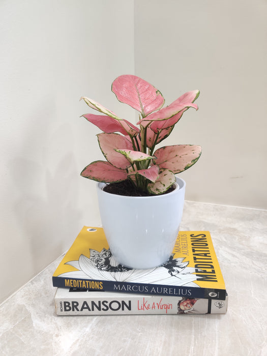 Low maintenance Aglaonema Red, ideal for busy professionals