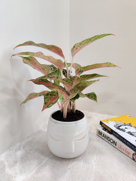 Vibrant Aglaonema Firework for Corporate Gifting