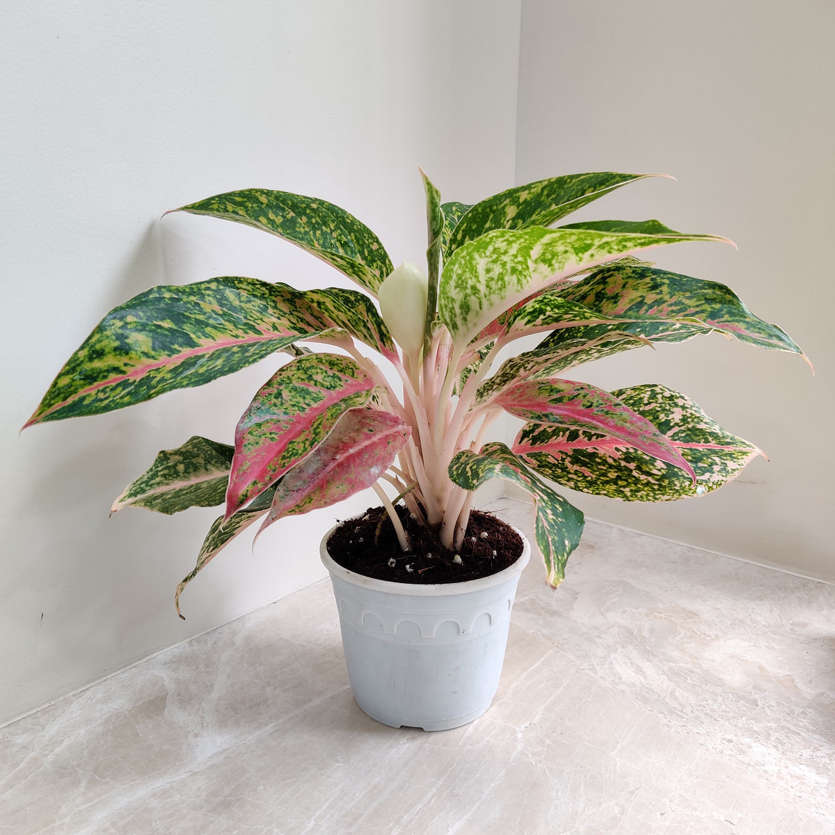 aglaonema fireworks Aglaonema Firework Big Plant – ChhajedGarden.com