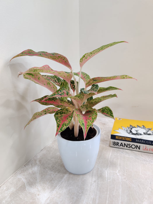 Air purifying Aglaonema Firework plant in indoor setting