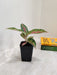 Potted Aglaonema Firework for home decor
