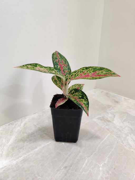 Aglaonema Firework plant with pink and green leaves