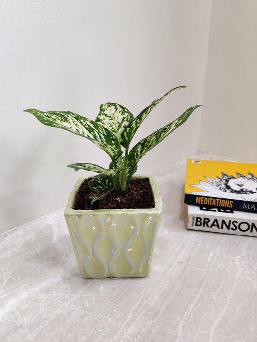 Perfect corporate gift - Aglaonema plant