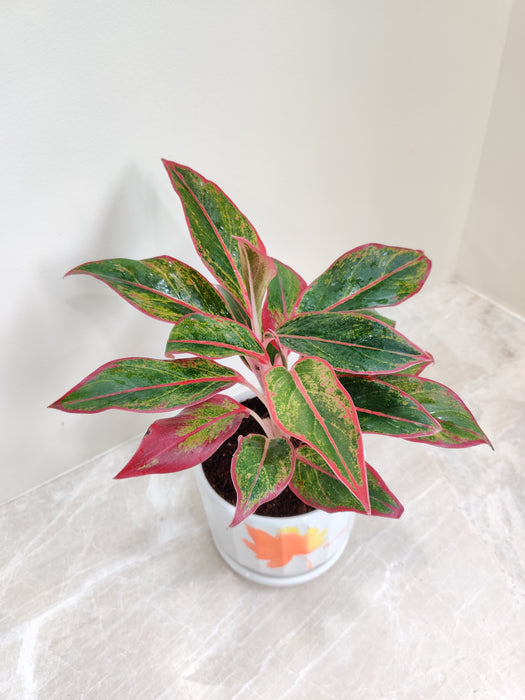 Detailed view of Aglaonema Lipstick leaves.