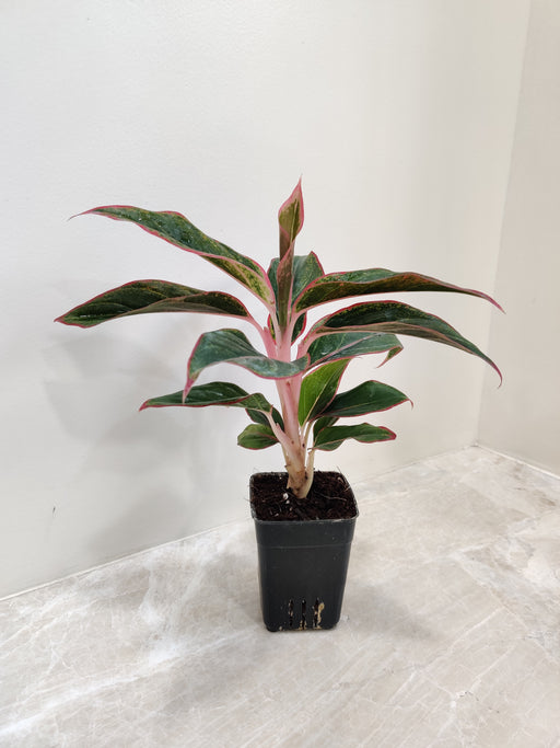Aglaonema Lipstick Plant with vibrant pink-veined leaves